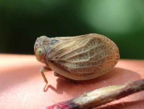 Agalmatium sp.